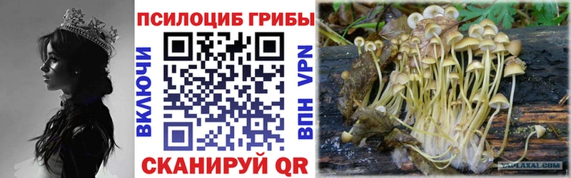 Галлюциногенные грибы Psilocybine cubensis  Купить где  Тара 